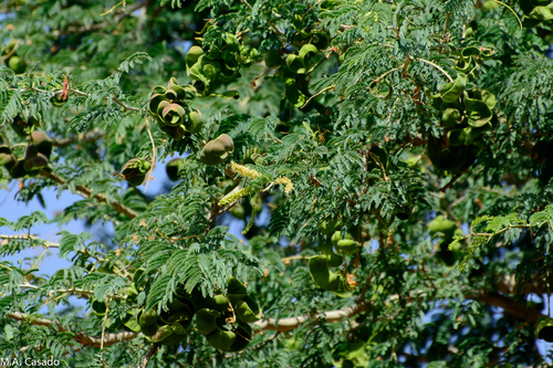 Ana tree