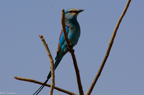 Abyssinian Roller