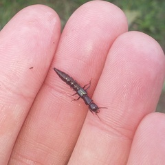 Thyreocephalus