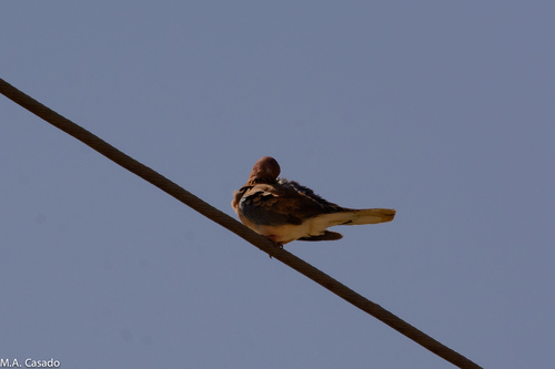Laughing Dove