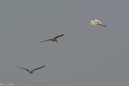 iNaturalist: (c) Miguel A. Casado, some rights reserved (CC BY-NC), uploaded by Miguel A. Casado iNaturalist image