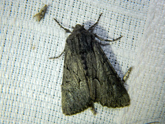 Fishia yosemitae