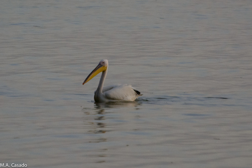 iNaturalist: (c) Miguel A. Casado, some rights reserved (CC BY-NC), uploaded by Miguel A. Casado iNaturalist image