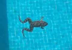 Leptodactylus latinasus