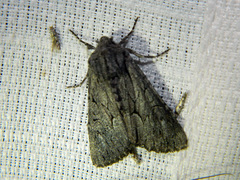 Fishia yosemitae