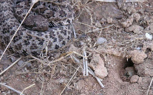 iNaturalist observation photo of Western Spadefoot