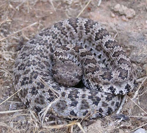 iNaturalist observation photo of Northern Pacific Rattlesnake