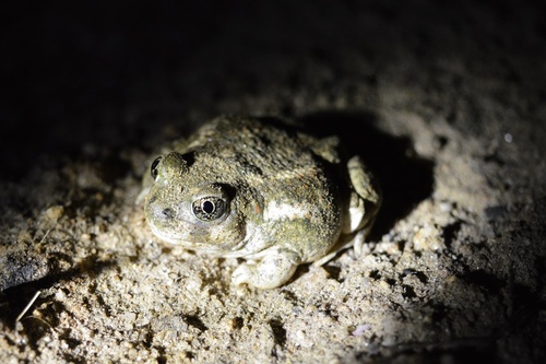 iNaturalist observation photo of Western Spadefoot