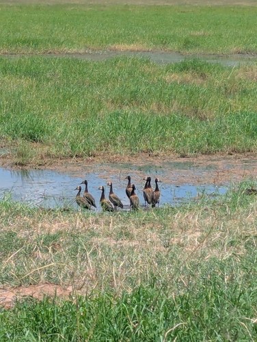 White-faced Whistling Duck (Dendrocygna viduata), photo 5