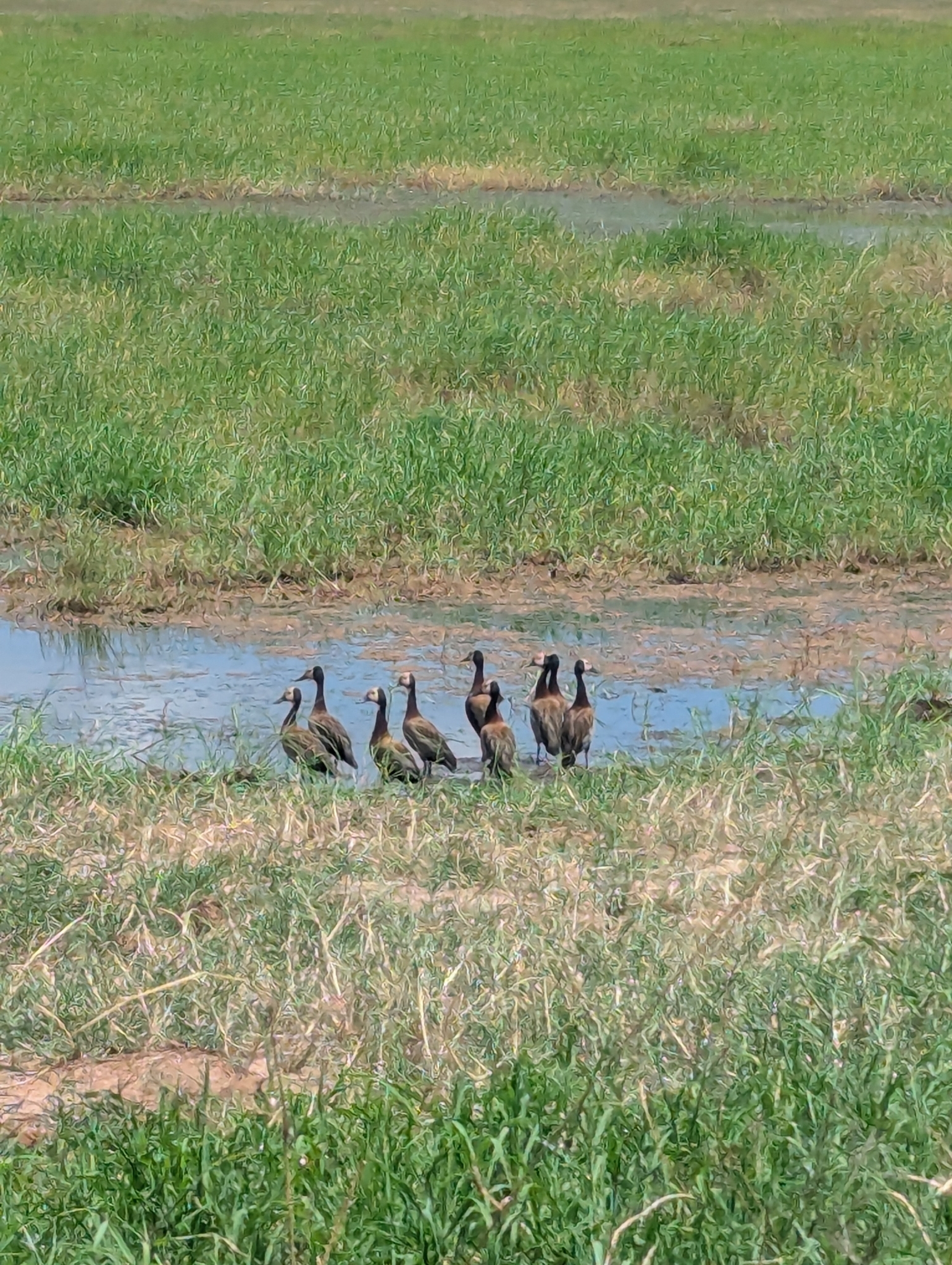White-faced Whistling Duck (Dendrocygna viduata), photo 5