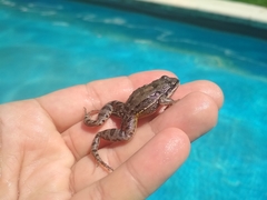 Leptodactylus latinasus