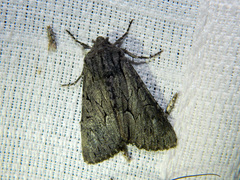 Fishia yosemitae