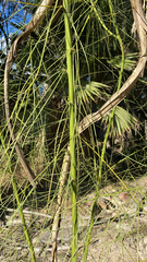 Parkinsonia aculeata