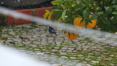 Phoenicurus ochruros