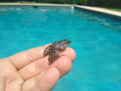Leptodactylus latinasus