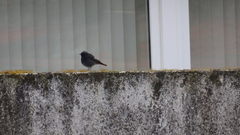 Phoenicurus ochruros