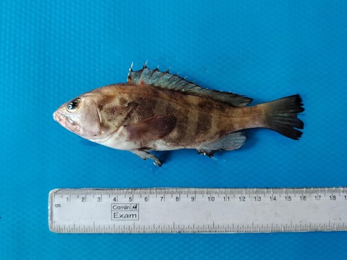 Coral cod (Epinephelus diacanthus) — Serranidae
