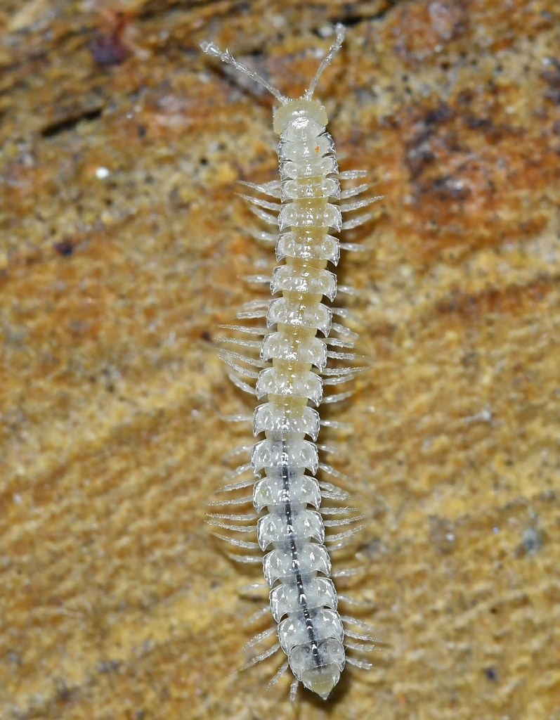 Propolydesmus mistrei