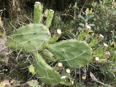 Opuntia arechavaletae