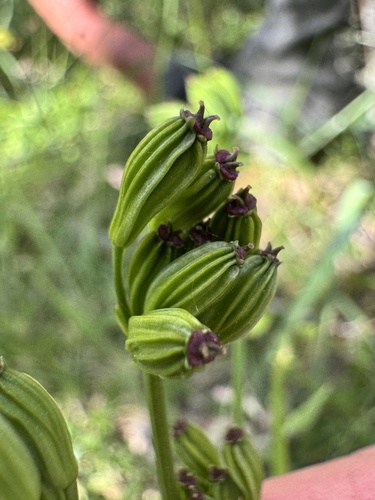 Aciphylla simplicifolia observed 2026-01-05