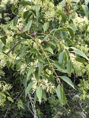 Tripodanthus acutifolius