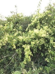 Tripodanthus acutifolius
