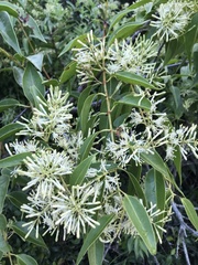 Tripodanthus acutifolius