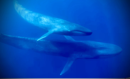 Blue Whale, TL, photo 5 of 10