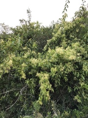 Tripodanthus acutifolius