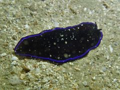 Pseudoceros caeruleocinctus