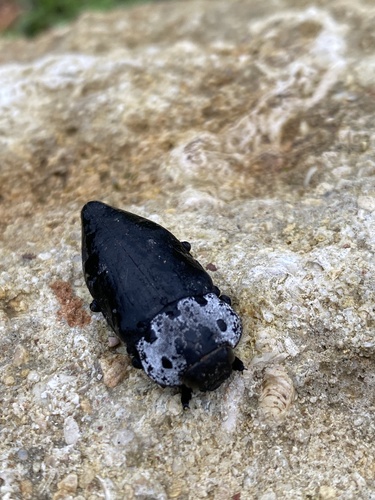 Flat-headed Root-borer