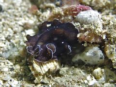 Phrikoceros