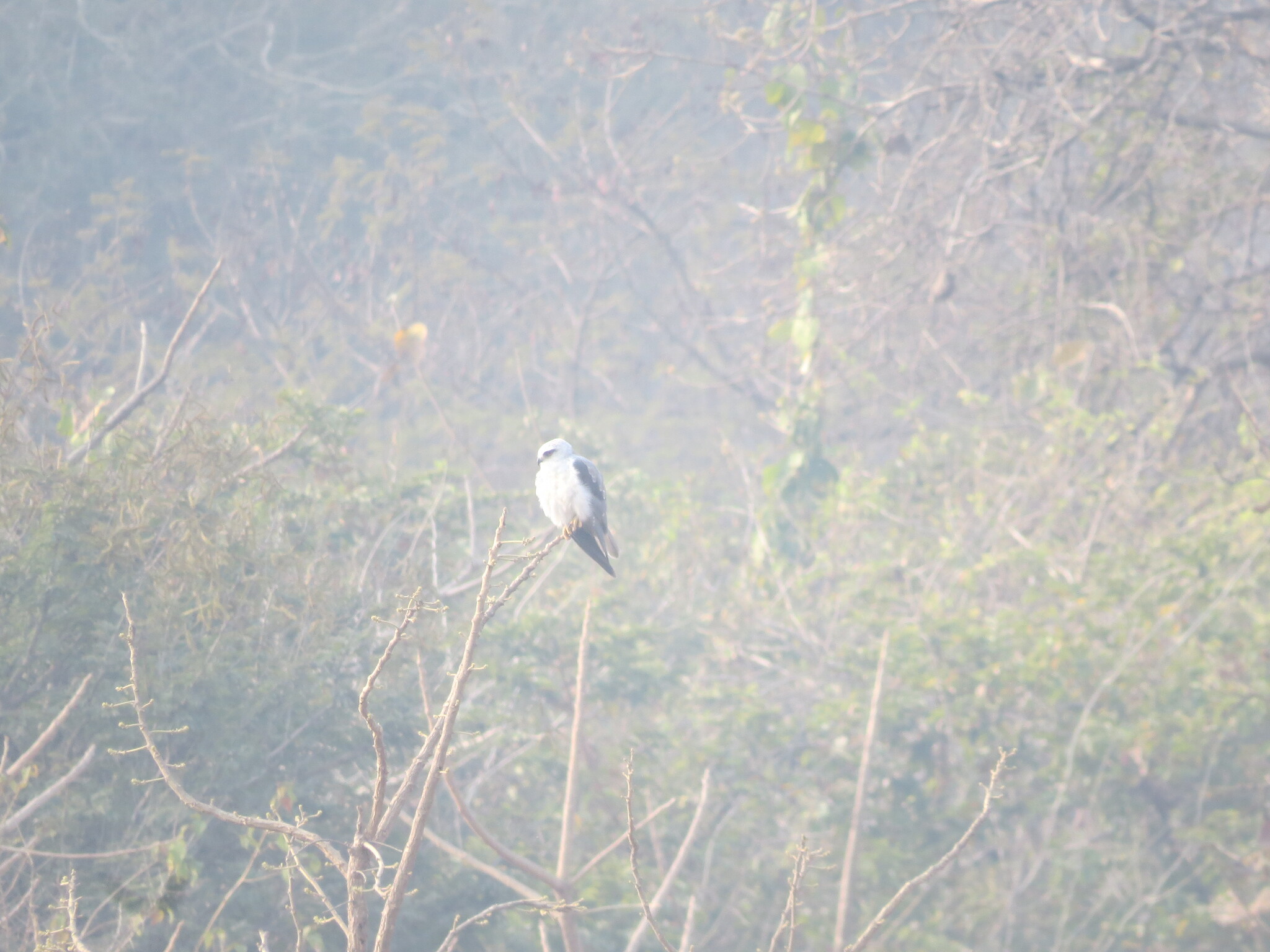 Black-winged Kite (Elanus caeruleus), photo 8