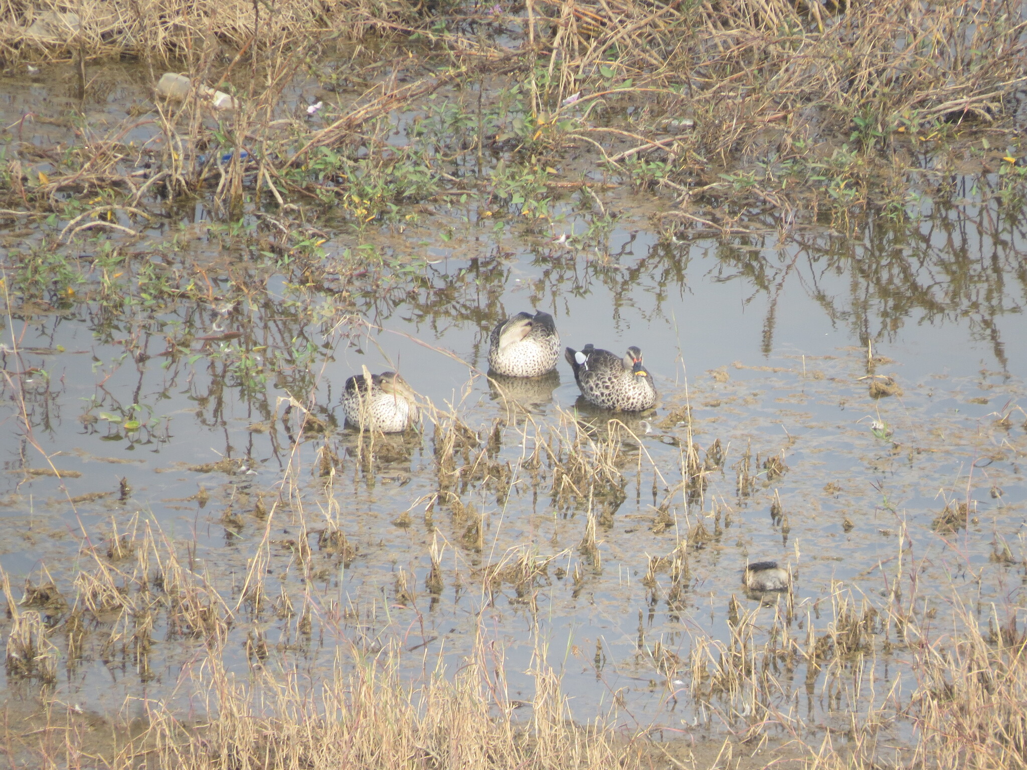 Indian Spot-billed Duck (Anas poecilorhyncha), photo 3