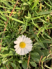 Bellis perennis