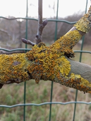 Xanthoria parietina, İstanbul, 2026