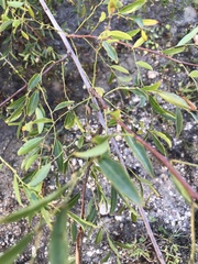 Phyllanthus sellowianus