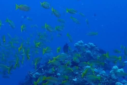 Bigeye sea perch (Lutjanus lutjanus) — Lutjanidae