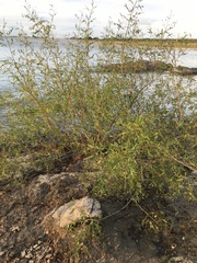 Phyllanthus sellowianus