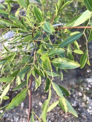Phyllanthus sellowianus