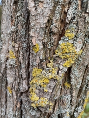Xanthoria parietina, İstanbul, 2026