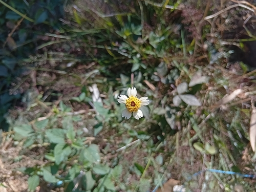 Tridax Daisy