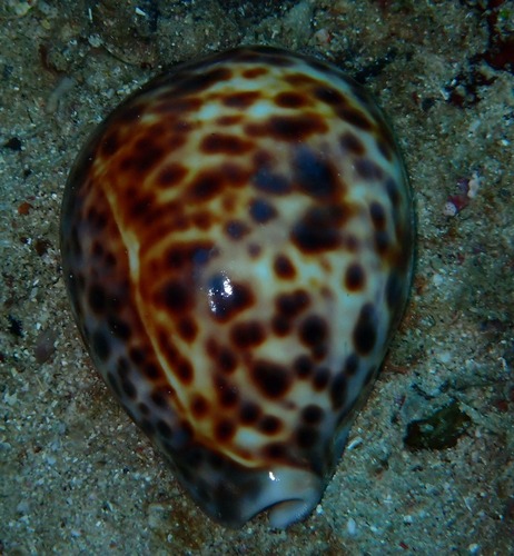 Cypraea tigris