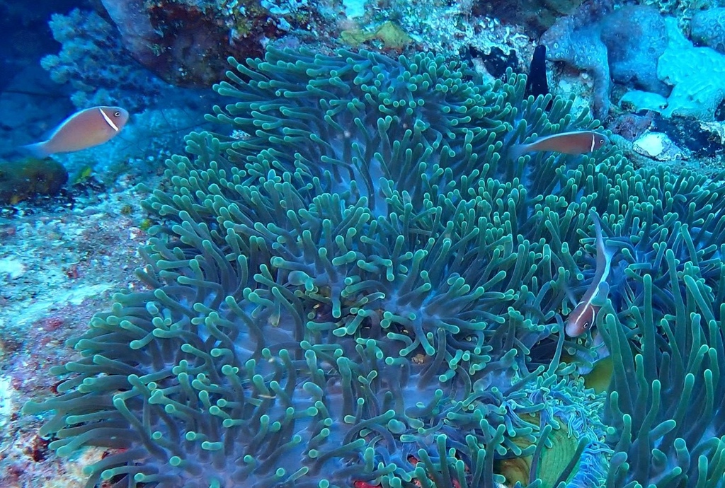 False Skunk Striped Clown (Amphiprion perideraion)