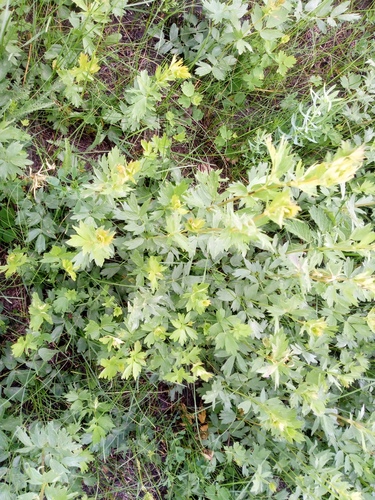 Small Meadow-rue (Thalictrum simplex)