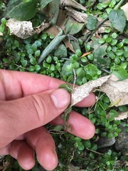 Epilobium nerteroides