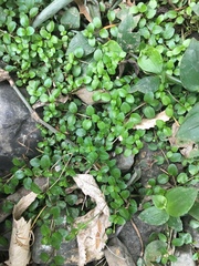 Epilobium nerteroides