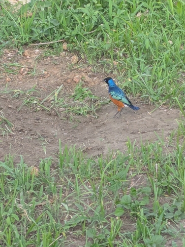 Superb Starling (Lamprotornis superbus), photo 2
