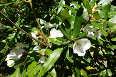 Eucryphia moorei