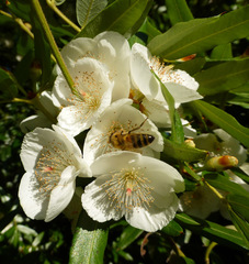 Eucryphia moorei